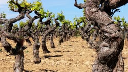 Es kommt auf die Sorte und aufs Alter an: Diese knorrigen Reben in Südfrankreich wurzeln tief und sind genügsam. Sorten wie Grenache kommen gut mit Hitze und Trockenheit zurecht.