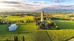 Das Süd-Ost-Ufer des Gardasees ist ideal für den Weinbau. Hier wachsen die Trauben für den weissen Lugana sowie den roten Bardolino.