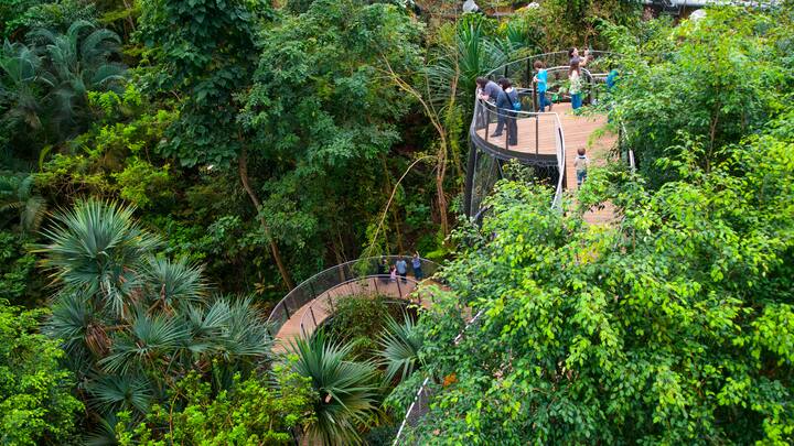 Baumkronenweg im Zoo Zürich