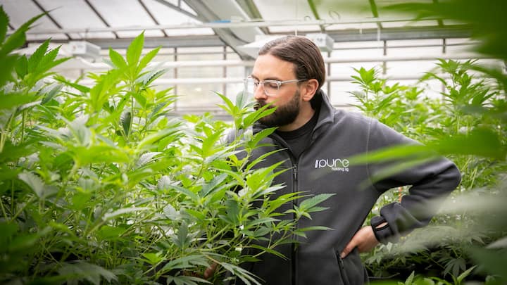 amtlichbewilligtDie Firma Pure Production gehört zu den Produzenten von Bio-Cannabis für die Studien verschiedener Kantone und Städte.