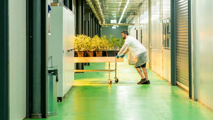 Effiziente­Indoor-ZuchtBis zu 80 Ernten pro Jahr sind durch die Kultivierung mit künstlichem Licht möglich.