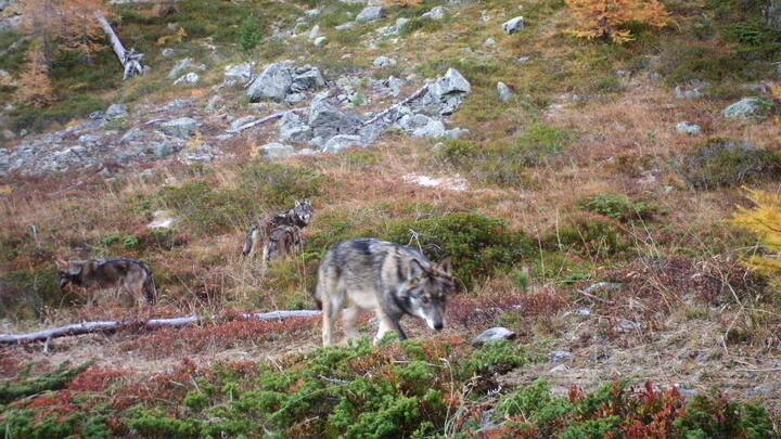 wolf5_0.jpg
