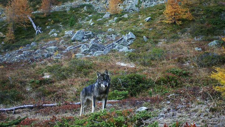 wolf1_0.jpg