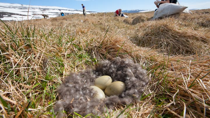 Common eider duck (Somateria mollissima)  nest containing three eggs with people collecting down feathers, Aedey Island, Iceland, June 2007.