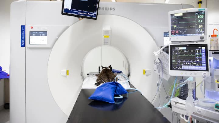 Im Tierspital Zürich wird Spitzenmedizin betrieben – die gleichen Geräte wie in der Humanmedizin kommen zum Einsatz.