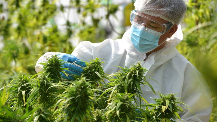Cannabis: Ein Thema, das ordentlich danebenging. Die Legalisierung verläuft zögerlicher als gedacht. Zudem kann das Kraut günstig angebaut werden. Der HANetf verlor auf Drei-Jahres-Sicht fast die Hälfte seines Werts.