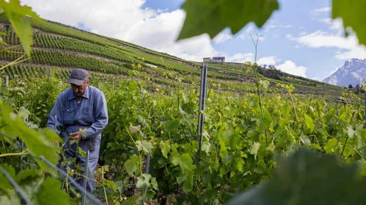 landwirtschaft-schweiz-lohn.jpg