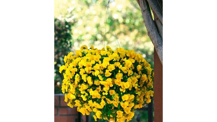 blumenampeln-6.jpg