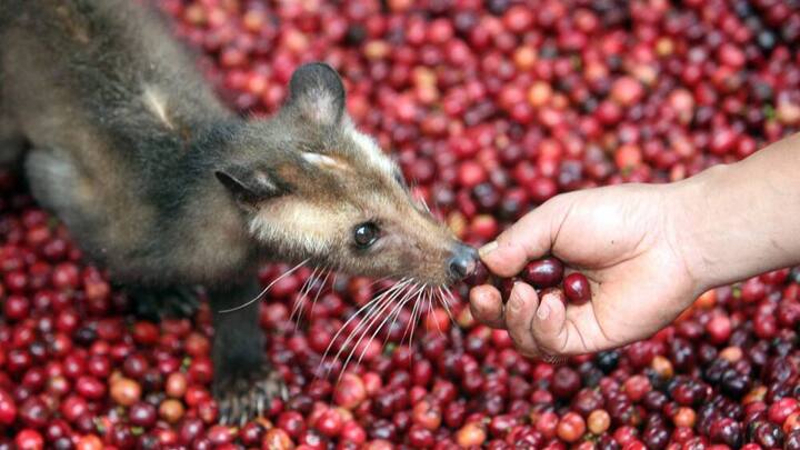 kaffee-kopi-luwak.jpg