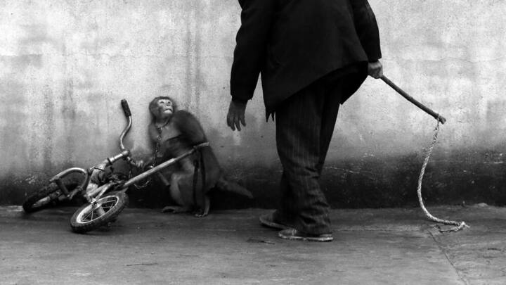 02.monkey_training_for_a_circus.jpg