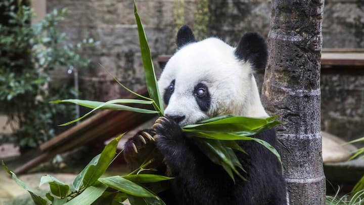 panda-tee.jpg