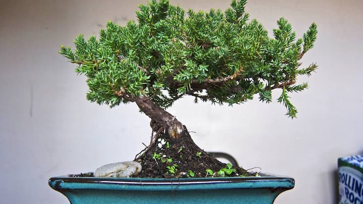 bonsai.jpg