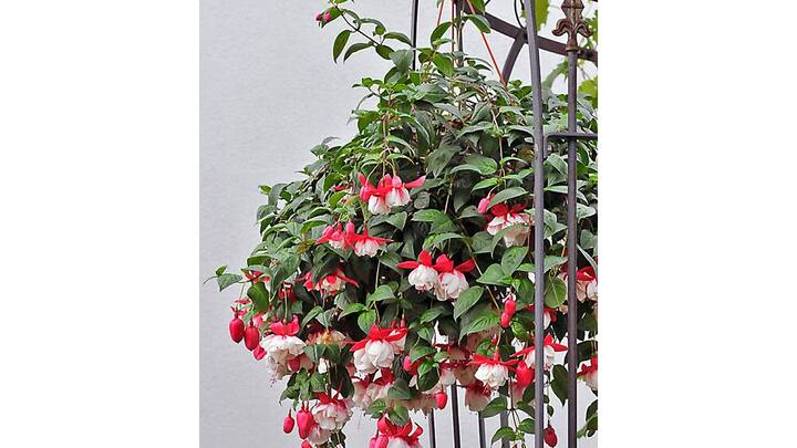 blumenampeln-3.jpg