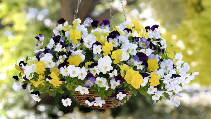 blumenampeln-5.jpg