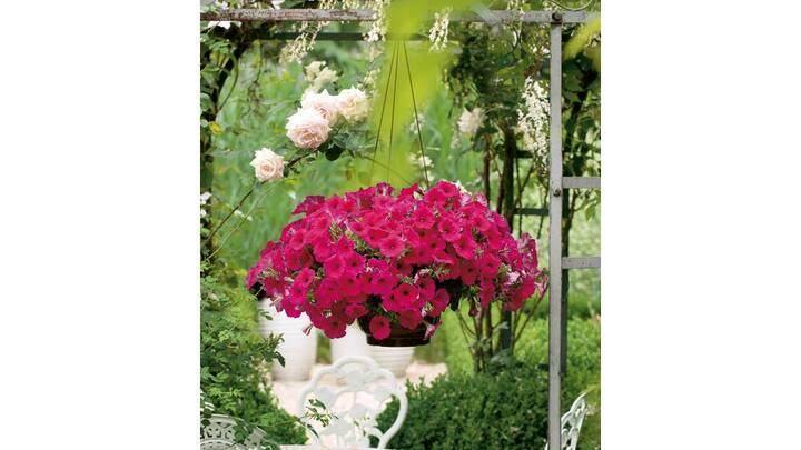 blumenampeln-4.jpg