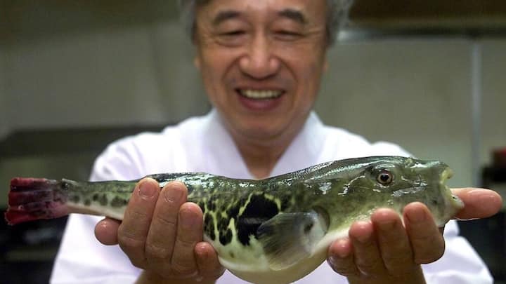 fugu.jpg