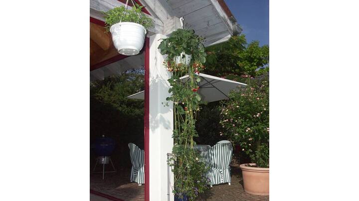 blumenampeln-1.jpg