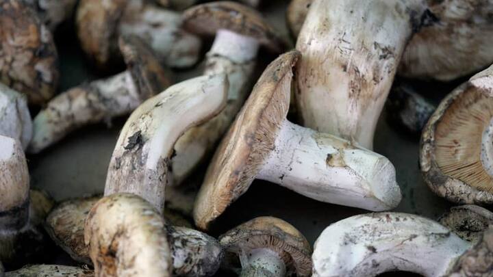 matsutake-pilz.jpg