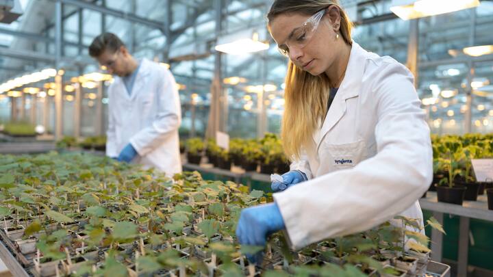 Eine Syngenta-Mitarbeiterin und ein Mitarbeiter etikettieren Pflanzen waehrend einer Versuchsreihe in einem Gewaechshaus, fotografiert am Mittwoch, 17. November 2021 in Stein, Aargau. Das Hauptaugenmerk der Syngenta Forschung in Stein liegt auf der Entdeckung und Charakterisierung neuer insektizider, fungizider und nematizider Wirkstoffe, sowie der Unterstuetzung von Pflanzenschutzmittel auf dem Markt. (KEYSTONE/Gaetan Bally)