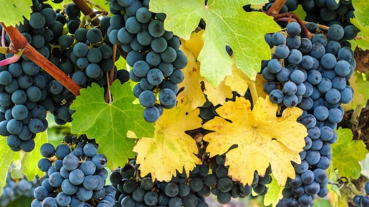 <p>Dass Cabernet Franc (im Bild) und Cabernet Sauvignon eine Vater-Sohn-Beziehung haben, zeigt schon die Form der Blätter.</p>