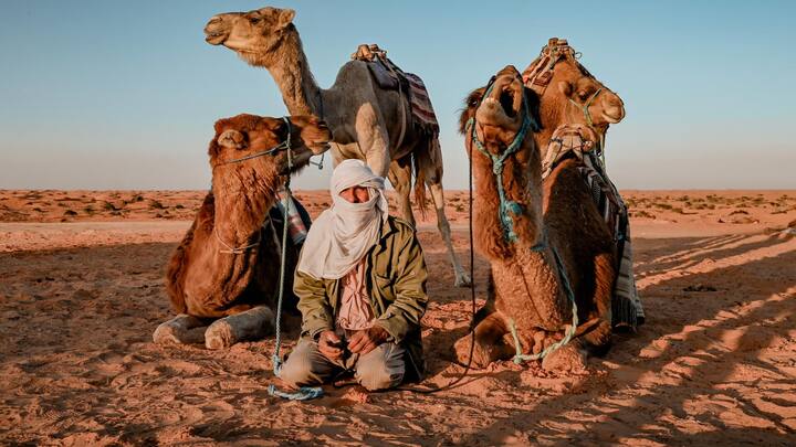 Nur das Kamel meistert alle Sanddünen, in Sachen Gelände­gängigkeit ist es dem Auto haushoch überlegen.