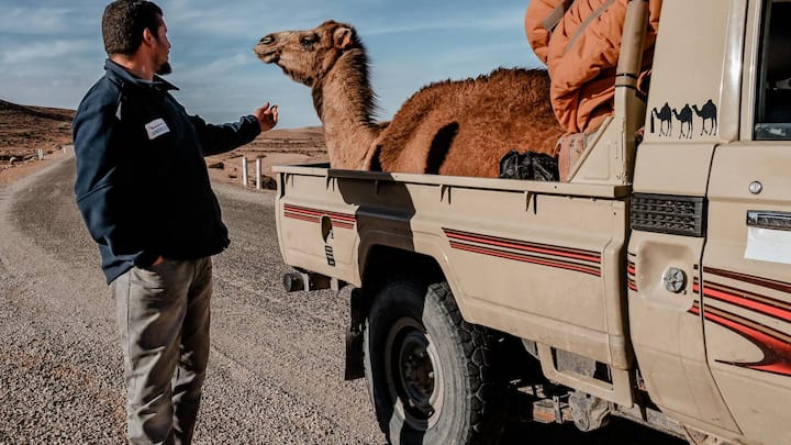 Der Toyota-Pick-up ist, je näher man der Wüste kommt, das Standardfahrzeug – da passen auch Kamele rein.