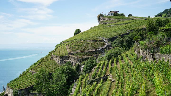 <p>Hier ist Handarbeit angesagt: In den durch Mauern und Treppen unterteilten Rebterrassen des Lavaux ist eine Mechanisierung nicht möglich. </p>