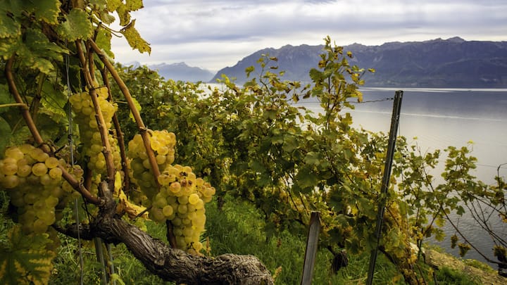 <p>Chasselas hat weniger Säure als Sorten wie Sauvignon blanc oder Riesling. Sein Reiz liegt in den subtilen Noten, die im Laufe der Flaschenreife zu Hochform auflaufen.</p>