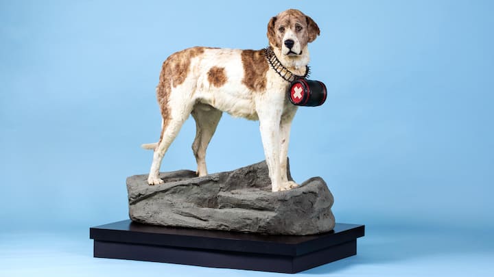 <p>Der berühmteste Rettungshund der Welt, Barry, steht heute in Bern.</p>
