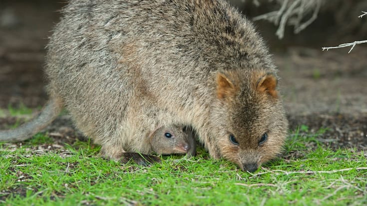 Quokka