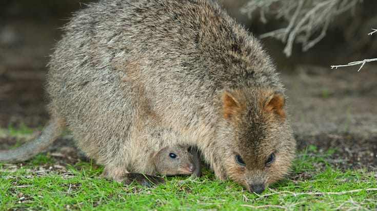 Quokka, mother feeding with Joey in pouch, Rottnest Island, Western Australia 
