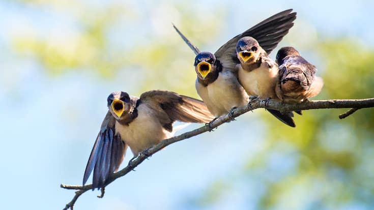 Close up of four Barn Swallow Chicks waiting to be fed at Bayard Cutting Arboretum, Long Island, NY.