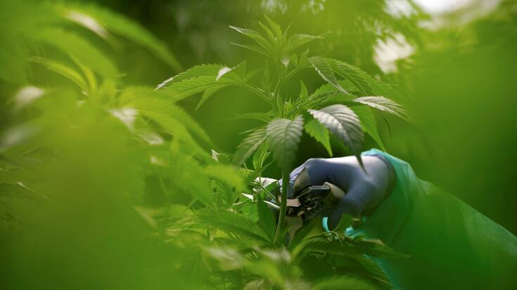 An employee tends to medical cannabis plants at Pharmocann, an Israeli medical cannabis company in northern Israel January 24, 2019. Picture taken January 24, 2019. REUTERS/Amir Cohen