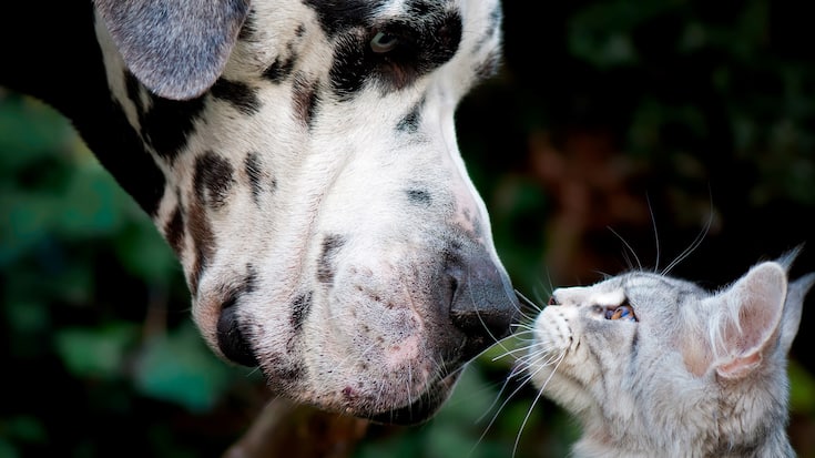 Bello und Büsi fressen Nestlés Tierfutter-Business schöne Margen an.