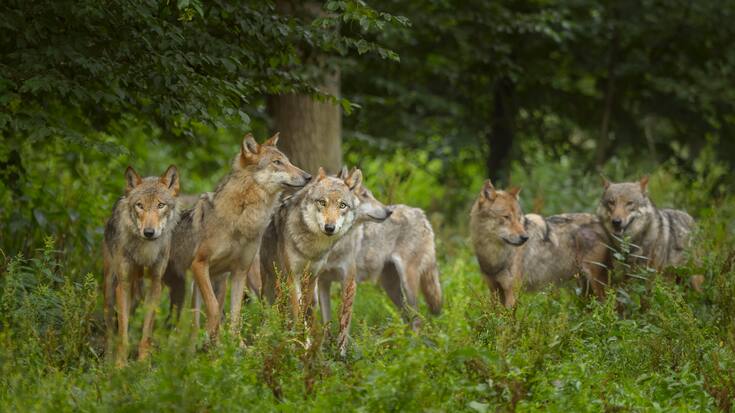 Wolfsrudel