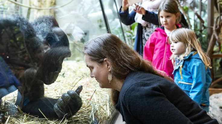 Menschen beobachten die Gorillas im Zoo Zuerich am Samstag, 6. Juni 2020