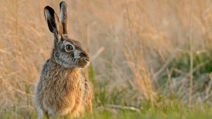 Hase