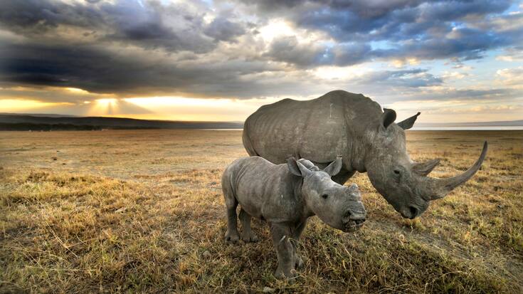 A white rhino and her baby head towards home after a long day of grazing in Nakuru.