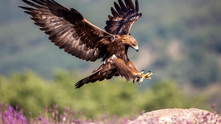 imago images 102596276 Steinadler