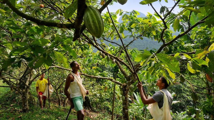 Schokolade Kakao Ernte