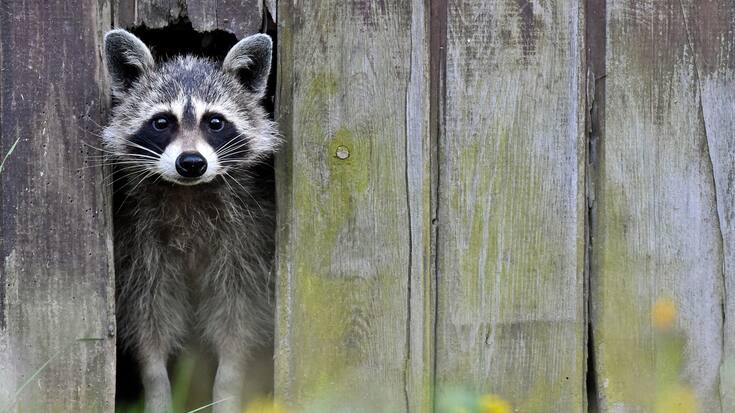 Ein Waschbär lugt durch eine schmale Öffnung eines Lattenzauns. Das Tier hatte hatte sich 2014 mehrere Tage im deutschen Sieversdorf aufgehalten.