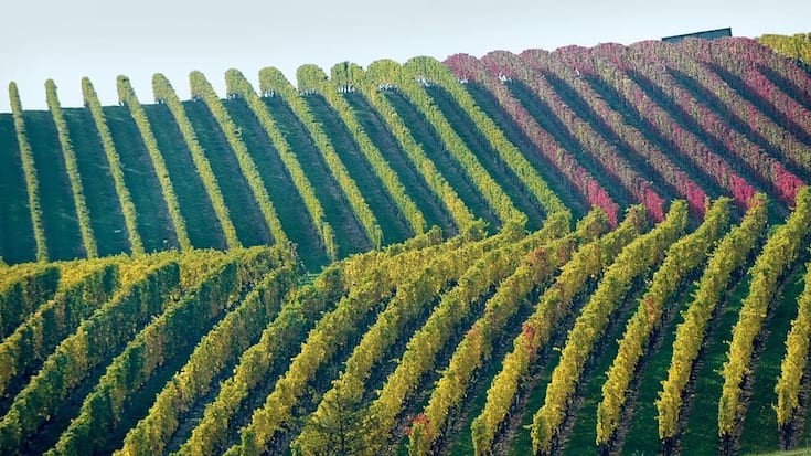 17_41_weinrebe2.jpg