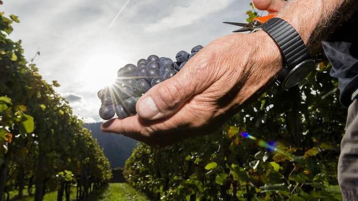 pinot_noir.jpg