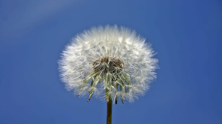 pusteblume.jpg