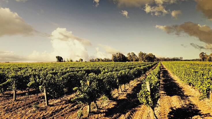 17_32_wein-oristano.jpg
