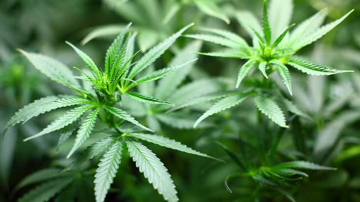 Cannabis