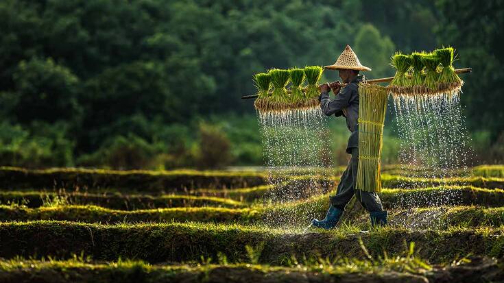 Reisbauer in Asien