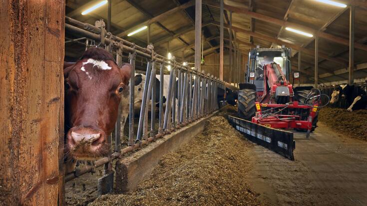 DEUTSCHLAND LANDWIRTSCHAFT - KUHSTALL