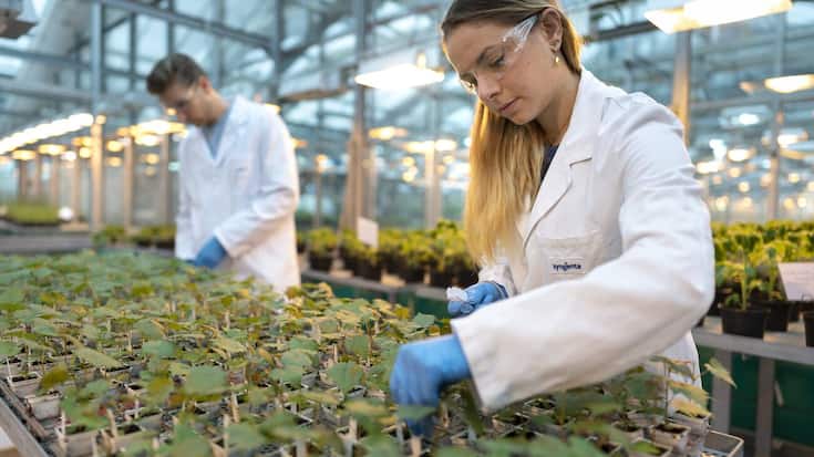 SCHWEIZ STEIN SYNGENTA FORSCHUNG ENTWICKLUNG