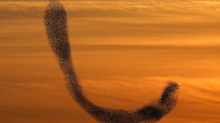 epa06494330 A flock of starling birds fly in formation at sunset near the Arab town of Rahat, southern Israel, 03 February 2018. EPA/ABIR SULTAN